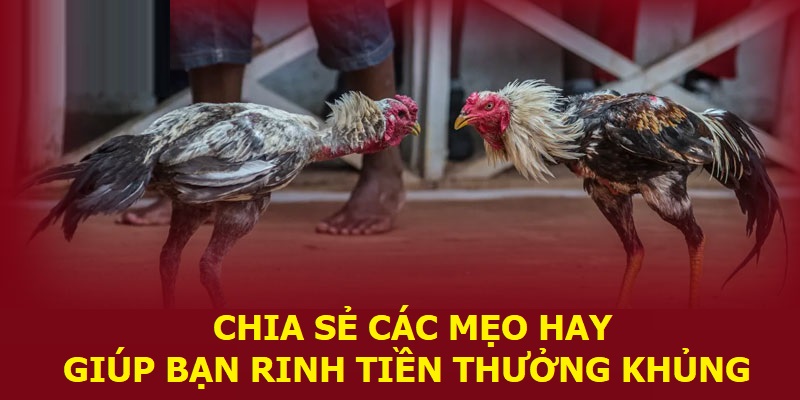 Các mẹo hay giúp bạn rinh tiền thưởng khủng